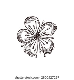 Cherry blossom, hand-drawn in ink and isolated on a white background. Hand-drawn sketch of a blooming plant. Vector flower illustration for design, menus, invitations, textile prints, and kitchenware.