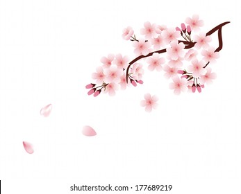 Cherry blossom illustration