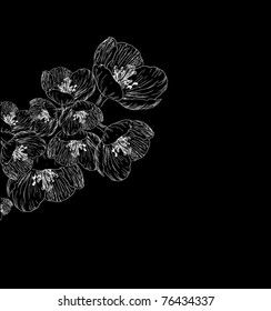 cherry blossom illustration
