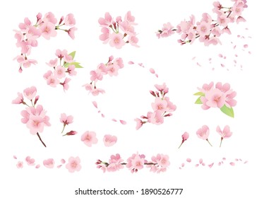 Cherry blossom illustration, decoration, design parts (color, no line, white background)