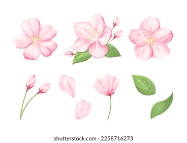 Cherry blossom illustration, set of parts of cherry blossom, buds and leaves, vector elements on white background.