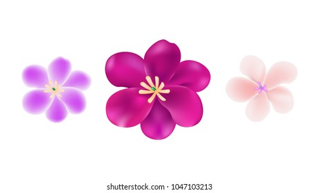 The cherry blossom illustrations