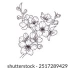 Cherry blossom japanese twigs line art. Sakura flower branch hand drawn black floral sketch. Spring botanical petal, leaves. Bloom asian plant vector illustration in outline style