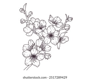 Cherry blossom japanese twigs line art. Sakura flower branch hand drawn black floral sketch. Spring botanical petal, leaves. Bloom asian plant vector illustration in outline style