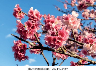 A cherry blossom, also known as the Japanese cherry or sakura, is a flower of many trees in full bloom inside an oriental garden, during winter in Brazil, with selective focus