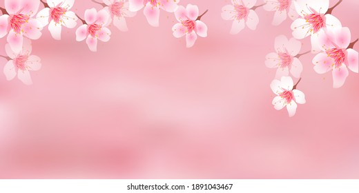 Cherry blossom landscape spring background 	