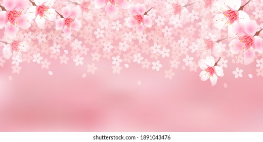 Cherry blossom landscape spring background 	