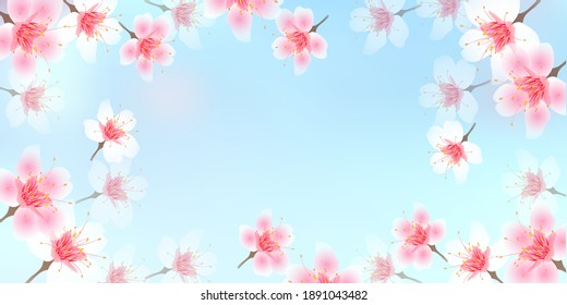 Cherry blossom landscape spring background 	