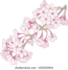 
Cherry blossom line drawing illustration