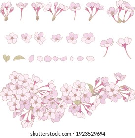 
Cherry blossom line drawing illustration