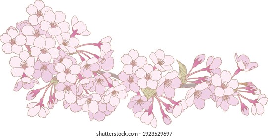 
Cherry Blossom Line Drawing Illustration