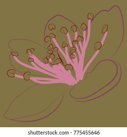 cherry blossom on dark green background, vector sketch style illustration
