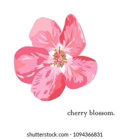 cherry blossom on white background.
