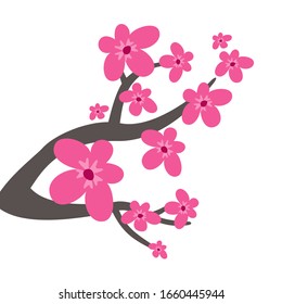 Cherry blossom on white background. Vector Illustration.