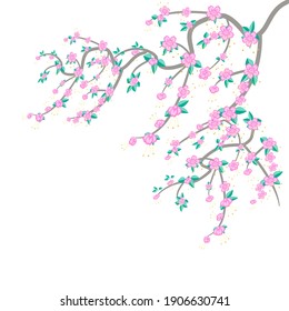 Cherry Blossom On White Background Stock Vector (Royalty Free ...