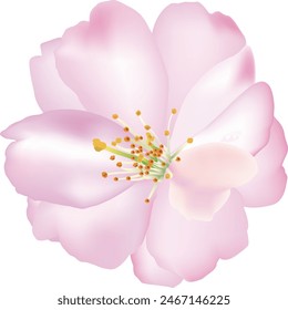 Una flor de cerezo sobre un fondo blanco