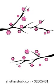 cherry blossom on white background