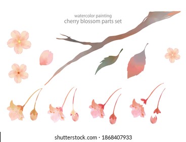 cherry blossom parts set, watercolor illustration