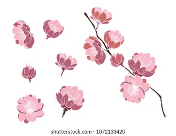 Cherry blossom pattern.Sakura flower on gray background.Peach blossom set.