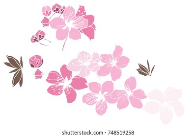 Cherry blossom pattern.Sakura flower on gray background.