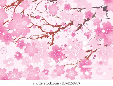 Cherry blossom petal background in spring season
