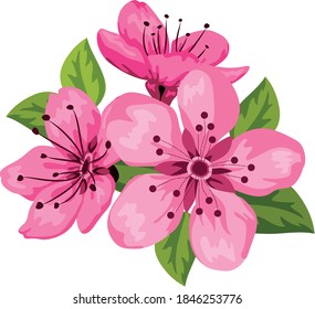 cherry blossom pink flower vector