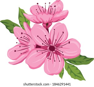 cherry blossom pink flower vector