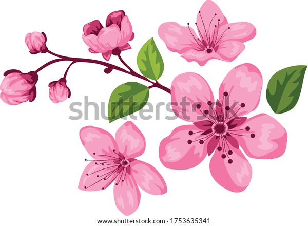 Cherry Blossom Pink Flower Vector Stock Vector (royalty Free 