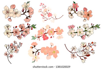 Cherry blossom for printing and tattoo design isolate on white background.