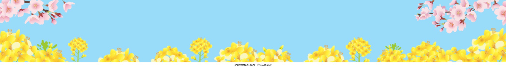 Cherry blossom and rape blossom field, blue sky background illustration. Horizontally elongated (web banner)