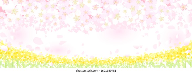 Cherry blossom and rape field, spring landscape