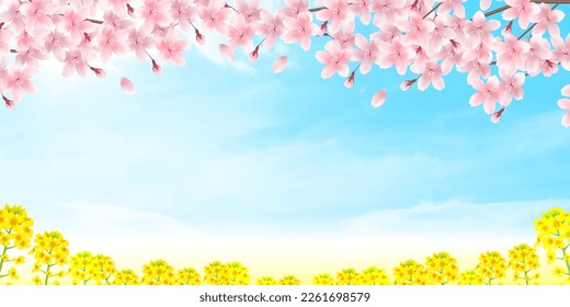 cherry blossom Rape blossom spring background