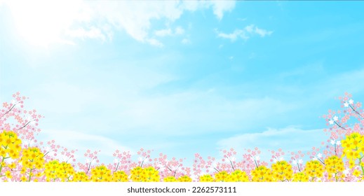 cherry blossom Rape blossom spring background