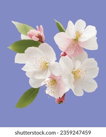 Cherry blossom  realistic illustration flower 3D design