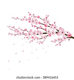 cherry blossom realistic, sakura japan, stock vector