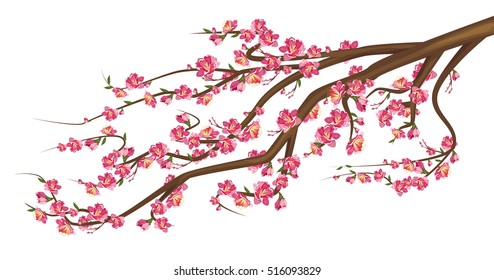 Cherry Blossom.  Sakura branch isolated on white background. Vector illustration of sakura tree with flowers.