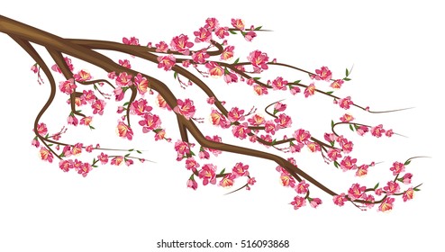 Cherry Blossom.  Sakura branch isolated on white background. Vector illustration of sakura tree with flowers.