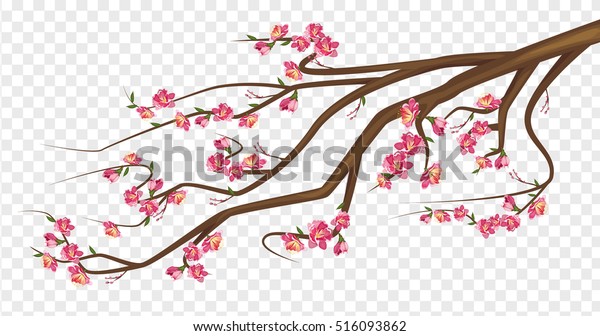 Cherry Blossom Sakura Branch Isolated On Stock Vector Royalty