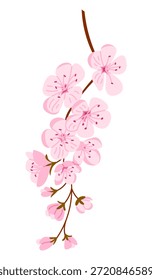 Rama de sakura de flor de cerezo con flores y brotes de color rosa suave ilustrados en estilo de Vector plano limpio aislado sobre fondo blanco. Concepto de Renovación de primavera