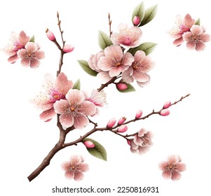 Cherry blossom sakura branch in watercolor