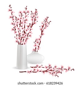 Cherry blossom, sakura branches in vases on white background. Flower arrangement. Flower of Springtime. Vector illustration.