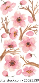 Cherry blossom sakura flower watercolor illustration clipart design print and background