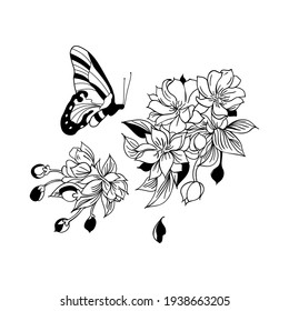 Cherry blossom, Sakura flowers with Butterfly on top Vector Illustration. Floral Black and White Design Pattern Hand Drawing.