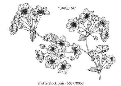 Cherry blossom "sakura" flowers drawing and sketch with line-art on white backgrounds.