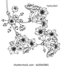 Cherry blossom "sakura" flowers drawing and sketch with line-art on white backgrounds.