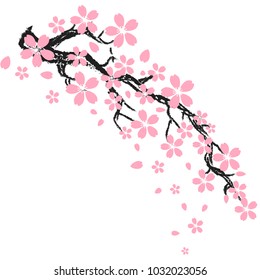 Cherry blossom or sakura  flowers of japan ,tree branch  on white background  with copy space , vector,illustration , image. 