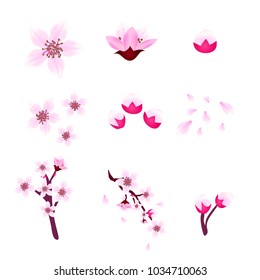 Cherry blossom or sakura  flowers of japan ,tree branch and leaves collection icon set on white background , vector,illustration , image. 