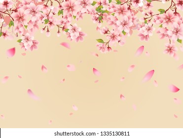 Cherry blossom sakura on gold background