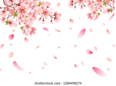 Cherry blossom sakura on white background