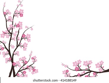 Cherry blossom, Sakura  pink flowers  background.